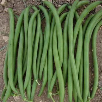 Квасоля спаржева ПЛ 136 (PL 136) 