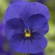 Виола Пенни F1 дип блю (deep blue)