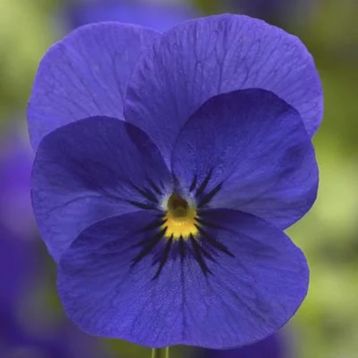 Виола Пенни F1 дип блю (deep blue)