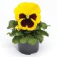 Виола Фино F1 желтая с глазком (Yellow With Blotch) 