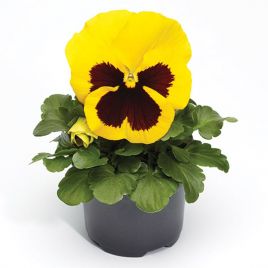 Виола Фино F1 желтая с глазком (Yellow With Blotch) 