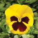 Фино F1 Yellow With Blotch семена виолы (Syngenta)