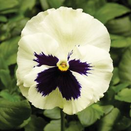 Виола Фино F1 белая с глазком (White With Blotch) 