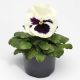Фино F1 White With Blotch семена виолы (Syngenta)