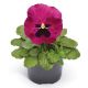Виола Фино F1 розовая с глазком (Rose With Blotch) 