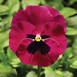 Фино F1 Rose With Blotch семена виолы (Syngenta)