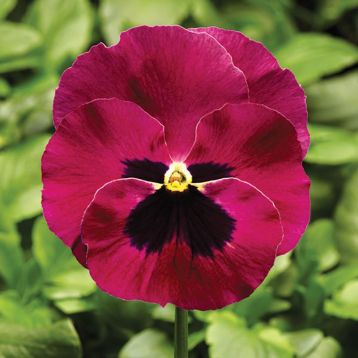 Фино F1 Rose With Blotch семена виолы (Syngenta)