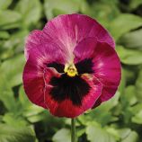 Фино F1 Rose Fire семена виолы (Syngenta)
