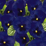 Виола Инспаер Делюкс F1 темно-синяя с глазком 