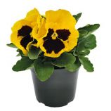 Виола Инспаер Делюкс F1 желтая с глазком 