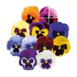 Виола Инспаер Плюс F1 смесь с глазком