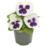 Виола Инспаер Делюкс F1 белая с глазком 