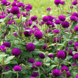 Гомфрена пурпурова (purple)