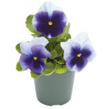 Віола Інспаєр Плюс F1 беаконсфілд 