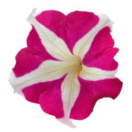 Петуния Саксес HD F1 розовая звезда 