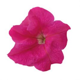 Петуния Саксес HD F1 пинк