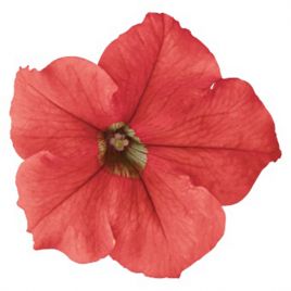 Петуния Саксес HD F1 лососевая 