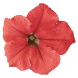 Петуния Саксес HD F1 лососевая 