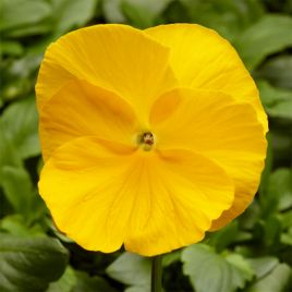 Фино F1 Yellow семена виолы (Syngenta)