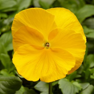 Фино F1 Yellow семена виолы (Syngenta)
