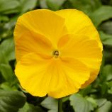 Віола Фіно F1 жовта (Yellow)