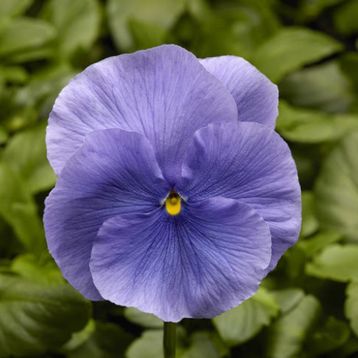 Виола Фино F1 голубая (Blue)