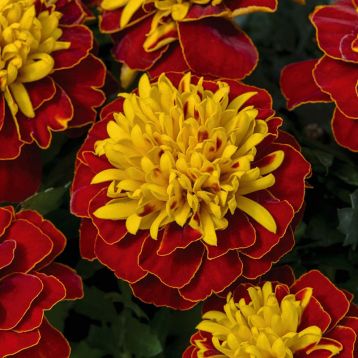 Бархатцы Оранж флейм (Orange Flame) 