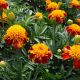 Оранж флейм (Orange Flame) семена бархатцев однол. 20-30см (Floragran)