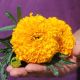 Золотой век семена бархатцев 25см однол. (Floragran)