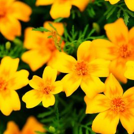 Голден Джем семена бархатцев тонколистных 30см однол. (Floragran)