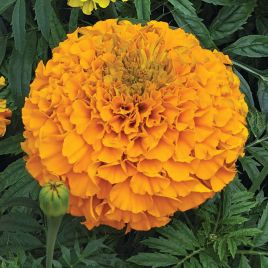Бархатцы Гаваи оранжевые (orange) 