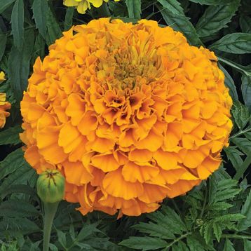 Бархатцы Гаваи оранжевые (orange) 