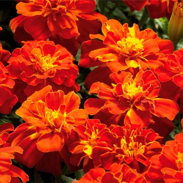 Бархатцы Болеро