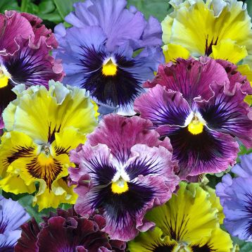 Мастерпис Рококо Микс (mix) семена виолы (Floragran)