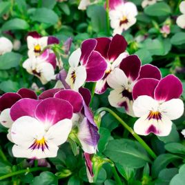 Лаета Перпл семена виолы (Floragran)