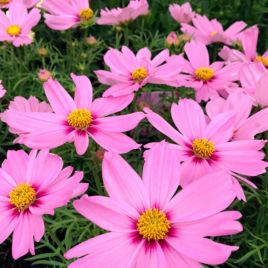Космея Касанова рожева (pink) 