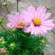 Касанова розовая (pink) семена космеи (Floragran)