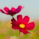 Сенсейшин Даззлер семена космеи (Floragran)