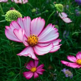 Сенсейшин Пикоти семена космеи (Floragran)