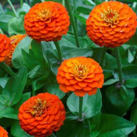 Цинния Лилипут оранжевая (orange) 