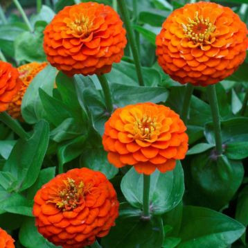 Цинния Лилипут оранжевая (orange) 