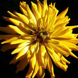 Цинния Кактус желтая (yellow)