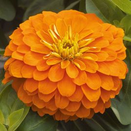 Цинния Дейлиа оранжевая (orange)
