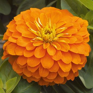 Цинния Дейлиа оранжевая (orange)