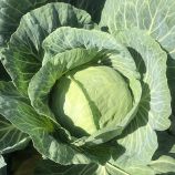 Вермонт F1 семена капусты б/к среднеранней 75-80 дн. 2,0-3,0 кг окр.-припл. (Spark Seeds)