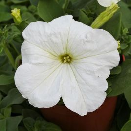 Петуния Присм Вайт F1 (White) 