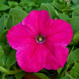 Петунія Прісм Брайт Роуз F1 (Bright Rose) 
