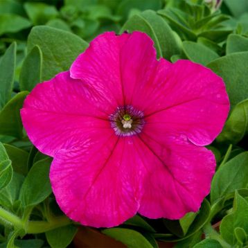 Петунія Прісм Брайт Роуз F1 (Bright Rose) 