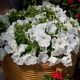 Эспрессо гранде Вайт F1 (White) семена петунии грандифлора 18-23 см (Floranova)