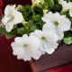Эспрессо гранде Вайт F1 (White) семена петунии грандифлора 18-23 см (Floranova)